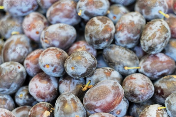 Farmer's market on the Münsterplatz, stall, Ulm, Baden-Württemberg, Germany, Europe, close-up of fresh purple plums