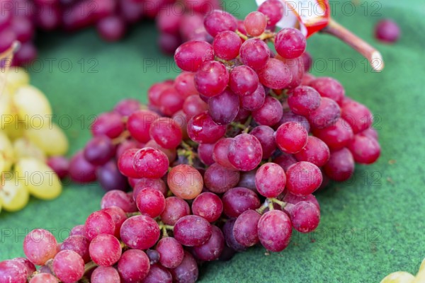 Farmer's market on the Münsterplatz, Stall, Ulm, Baden-Württemberg, Germany, Europe, Red grapes on a green background