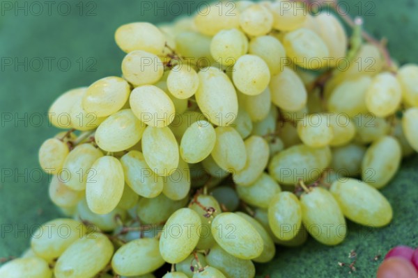 Farmer's market on the Münsterplatz, stall, Ulm, Baden-Württemberg, Germany, Europe, close-up of green grapes on green background