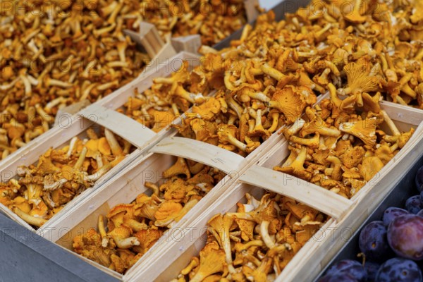 Farmers' market on Münsterplatz, stall, Ulm, Baden-Württemberg, Germany, Europe, Fresh chanterelles in wooden boxes at a market