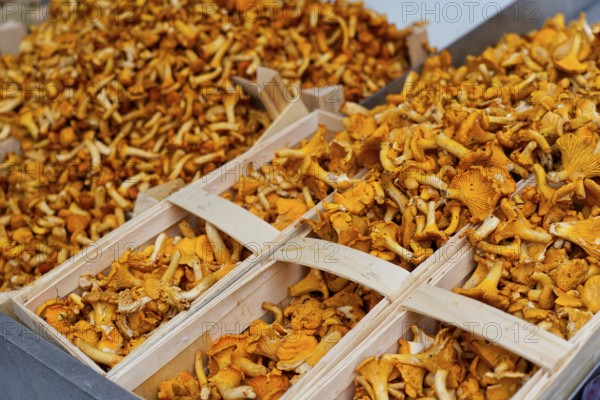 Farmers' market on Münsterplatz, stall, Ulm, Baden-Württemberg, Germany, Europe, Boxes full of fresh chanterelles on a market stall