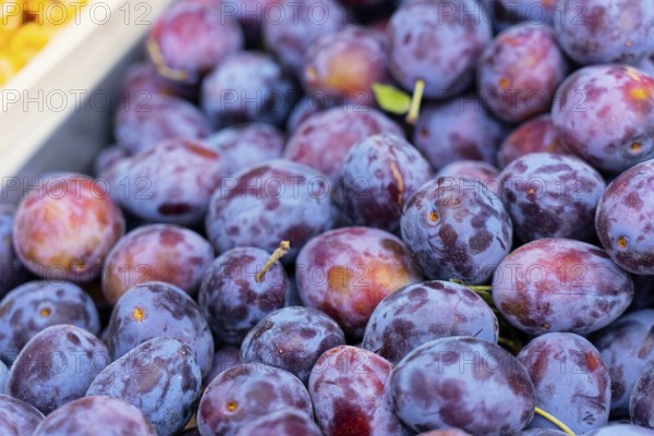 Farmer's market on Münsterplatz, stall, Ulm, Baden-Württemberg, Germany, Europe, close-up of fresh purple plums with natural lustre