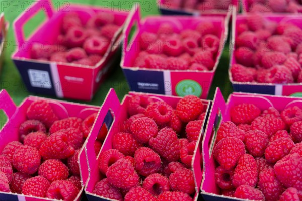 Farmer's market on Münsterplatz, Stall, Ulm, Baden-Württemberg, Germany, Europe, Fresh raspberries in pink boxes at a market