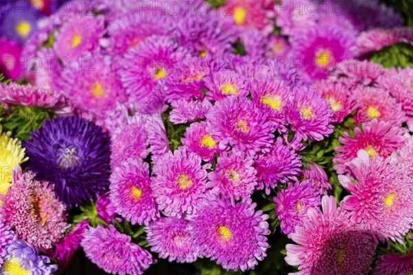 Farmers' market on the Münsterplatz, Stall, Ulm, Baden-Württemberg, Germany, Europe, Magnificent collection of pink chrysanthemum flowers