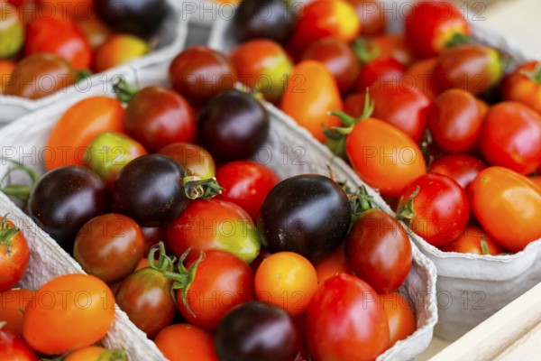 Farmers' market on Münsterplatz, stall, Ulm, Baden-Württemberg, Germany, Europe, Multicoloured cherry tomatoes in small baskets