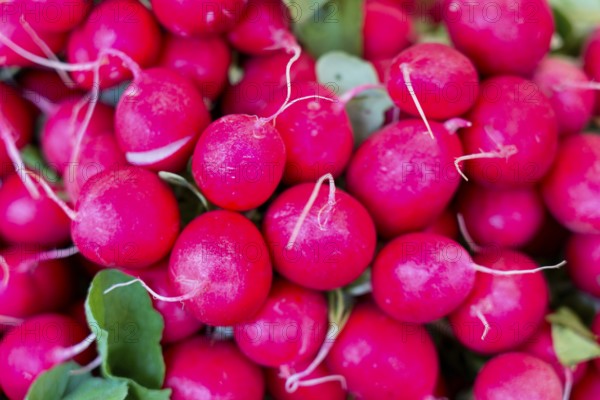 Farmers' market on Münsterplatz, Stall, Ulm, Baden-Württemberg, Germany, Europe, Fresh red radishes in a bundle