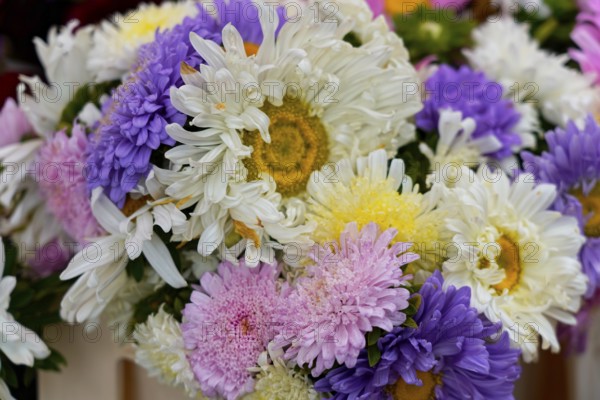 Farmer's market on the Münsterplatz, Stall, Ulm, Baden-Württemberg, Germany, Europe, Colourful bouquet with chrysanthemums and daisies