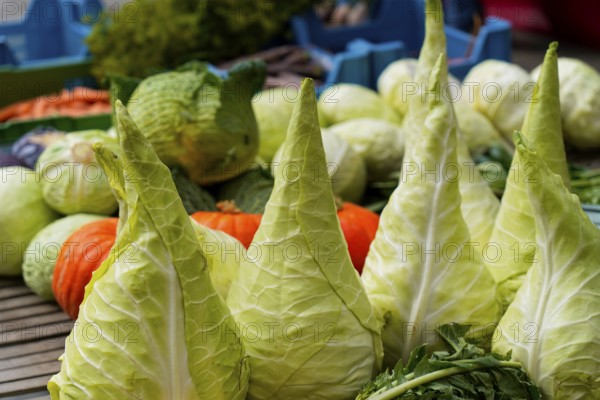 Farmers' market on Münsterplatz, Stall, Ulm, Baden-Württemberg, Germany, Europe, Fresh pointed cabbages on the market