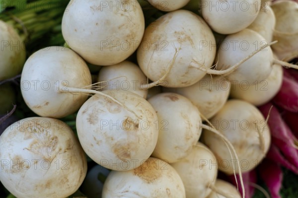 Farmer's market on the Münsterplatz, stall, Ulm, Baden-Württemberg, Germany, Europe, pile of white turnips, freshly harvested and stacked on top of each other with details of the structure