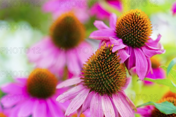 Farmers' market on Münsterplatz, stall, Ulm, Baden-Württemberg, Germany, Europe, Various pink echinacea flowers with striking orange centres in a summery atmosphere