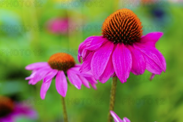 Farmer's market on the Münsterplatz, stall, Ulm, Baden-Württemberg, Germany, Europe, Pink echinacea flowers in full bloom in front of a blurred green background
