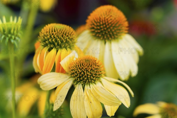 Farmer's market on the Münsterplatz, stall, Ulm, Baden-Württemberg, Germany, Europe, Close-up of yellow echinacea flowers with orange centres against a green background