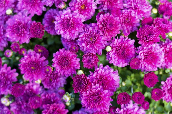 Farmer's market on the Münsterplatz, Stall, Ulm, Baden-Württemberg, Germany, Europe, Densely packed pink chrysanthemum flowers in full bloom, creating a lively and fresh picture