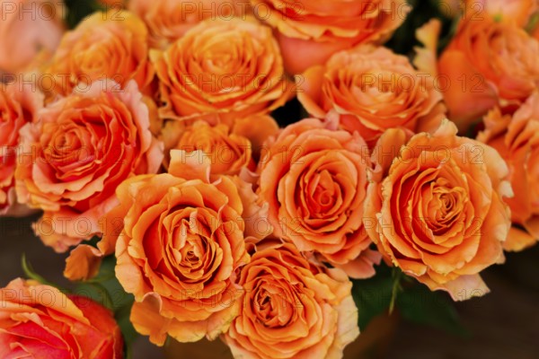 Farmers' market on Münsterplatz, stall, Ulm, Baden-Württemberg, Germany, Europe, bouquet of bright orange roses