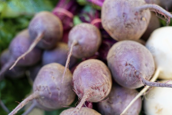 Farmer's market on the Münsterplatz, stall, Ulm, Baden-Württemberg, Germany, Europe, pile of purple red beets looking fresh from the market with green background