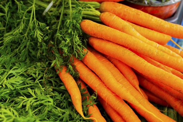 Farmers' market on Münsterplatz, stall, Ulm, Baden-Württemberg, Germany, Europe, Fresh orange-coloured carrots bundled with green leaves and ready for sale