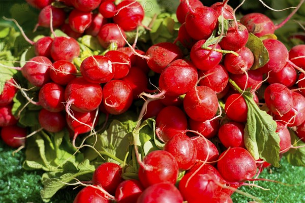 Farmer's market on the Münsterplatz, stall, Ulm, Baden-Württemberg, Germany, Europe, bundle of red, fresh radishes with green leaves on a market display