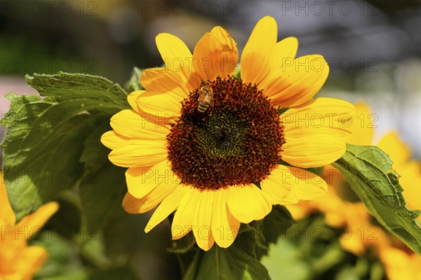 Farmer's market on the Münsterplatz, Stall, Ulm, Baden-Württemberg, Germany, Europe, Large yellow sunflower with central bee, which stands out in the sunlight against a diffuse background