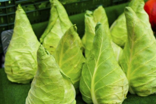 Farmer's market on the Münsterplatz, Stall, Ulm, Baden-Württemberg, Germany, Europe, Fresh pointed cabbage on green background
