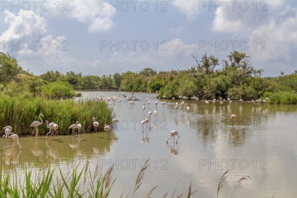 Riparian scenery including some flamingos around the Regional Nature Park of the Camargue in Southern France