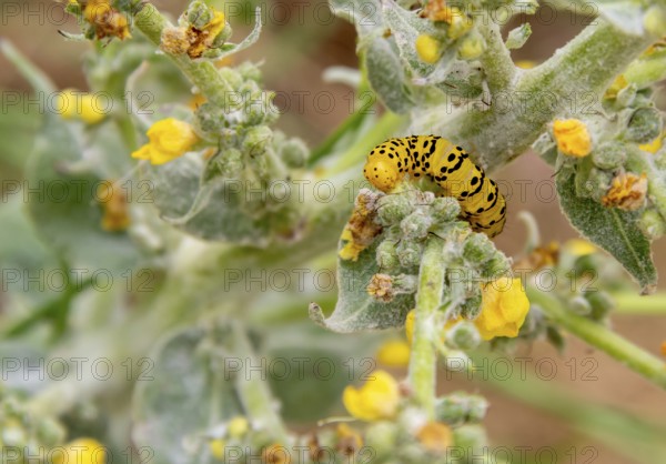 Caterpillar of a Mullein moth butterfly seen in Southern France