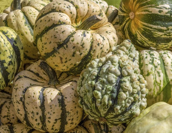 Full frame scenery showing lots of striped pumpkins