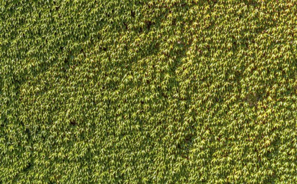 Full frame sunny illuminated ivy leaves background