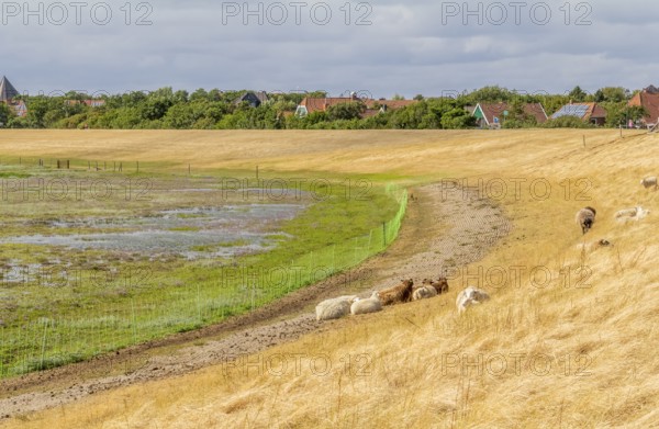 Coastal impression of Spiekeroog, one of the East Frisian Islands at the North Sea coast of Germany