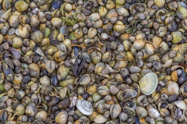 Full frame closeup including lots of various seashells