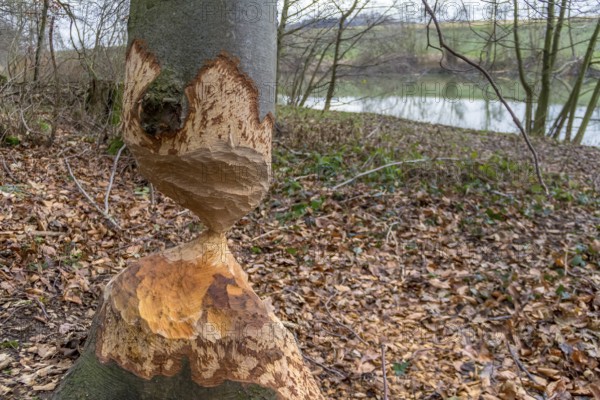Gnawed off tree trunk mady by a beaver seen in Southern Germany