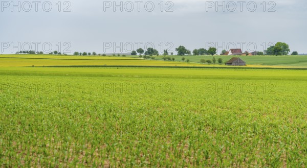 Idyllic rural scenery in Hohenlohe, a area in Southern Germany