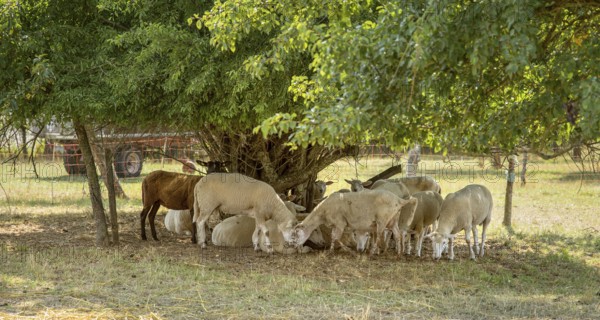 Some sheep in the shade around a tree in rural ambiance