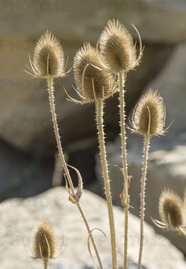Some dry teazzle flowers in natural ambiance