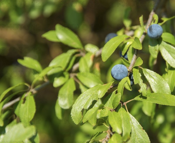 Sunny detail of a blackthorn plant with blue berries in natural ambiance