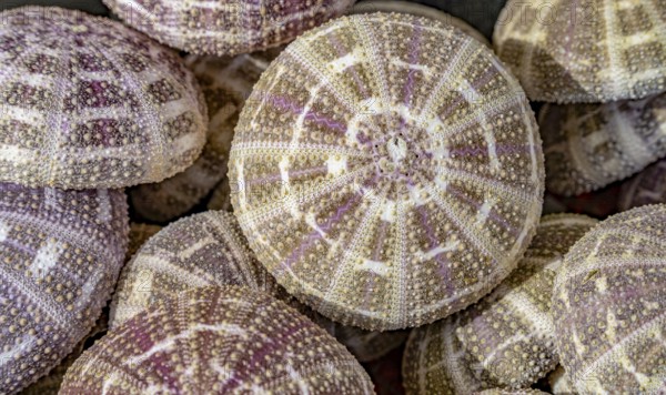 Full frame shot showing lots of sea urchin tests