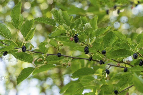 Detail shot of a mullberry tree with some black fruits on a twig