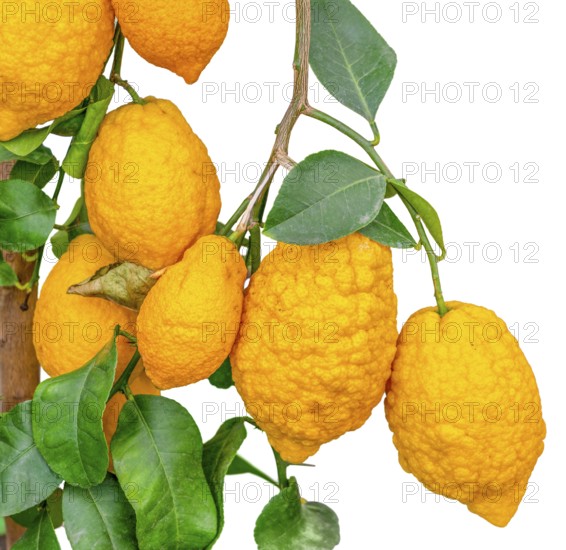 Some yellow lemon fruits hanging on a lemon plant in white back