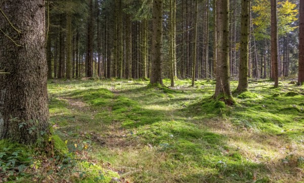 Idyllic forest scenery at summer time seen in southern Germany