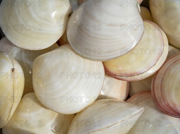 Full frame shot showing lots of glossy white marine seashells