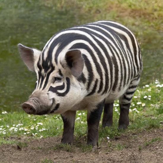 AI generated image showing a pig with zebra-like pattern in natural ambiance