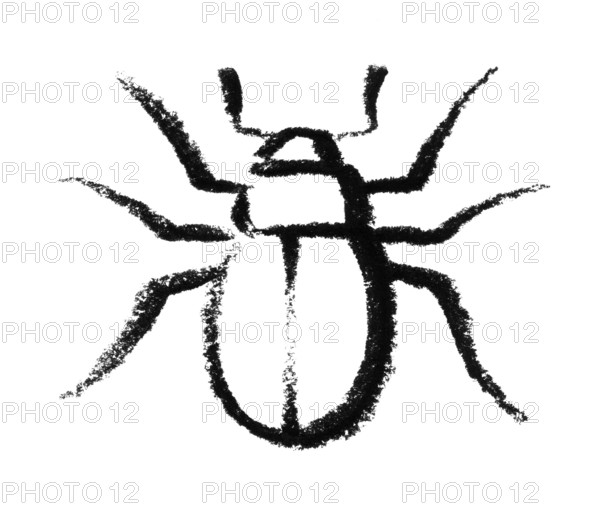 Crayon-sketched beetle in white back