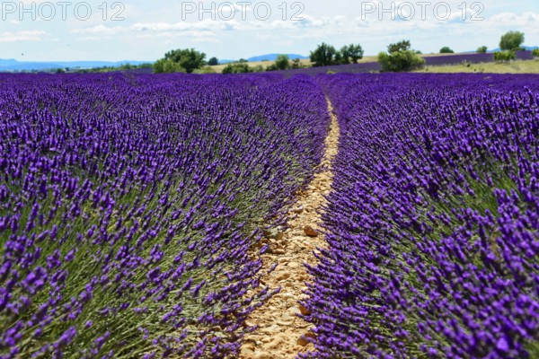 A narrow path through a large lavender field under a cloudy sky, Provence, Département Alpes-de-Haute-Provence, Region Provence-Alpes-Côte dAzur, South of France, France, Europe, No AI