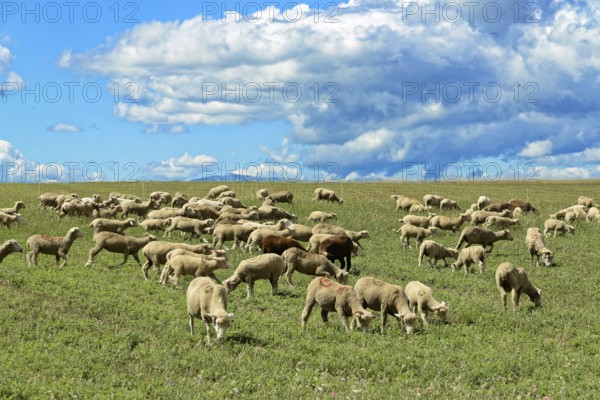Group of sheep grazing on a green pasture under a dramatic sky, Provence, Département Alpes-de-Haute-Provence, Region Provence-Alpes-Côte dAzur, South of France, France, Europe, No AI