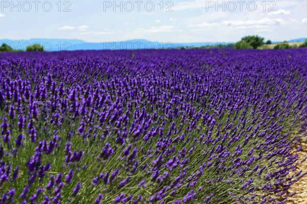 Wide lavender field under a blue sky with mountains in the background, Provence, Département Alpes-de-Haute-Provence, Region Provence-Alpes-Côte dAzur, South of France, France, Europe, No AI
