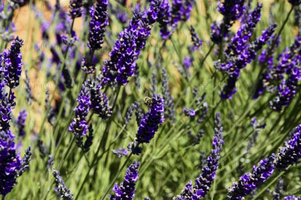 Lavender flowers with a bee, focussed close-up, Provence, Département Alpes-de-Haute-Provence, Region Provence-Alpes-Côte dAzur, South of France, France, Europe, No AI