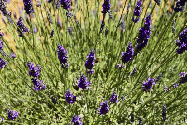 Close-up of blooming lavender with bees in action, Provence, Département Alpes-de-Haute-Provence, Region Provence-Alpes-Côte dAzur, South of France, France, Europe, No AI