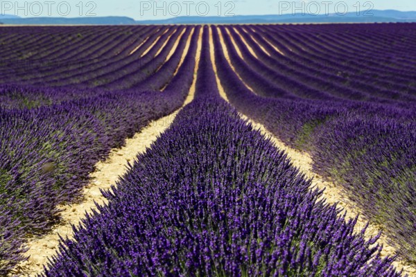 Rows of blooming lavender under a bright blue sky, Blooming lavender field (Lavandula angustifolia), Plateau de Valensole, Provence, Densely planted lavender fields stretching into the distance, Département Alpes-de-Haute-Provence, Region Provence-Alpes-Côte dAzur, South of France, France, Europe, No AI