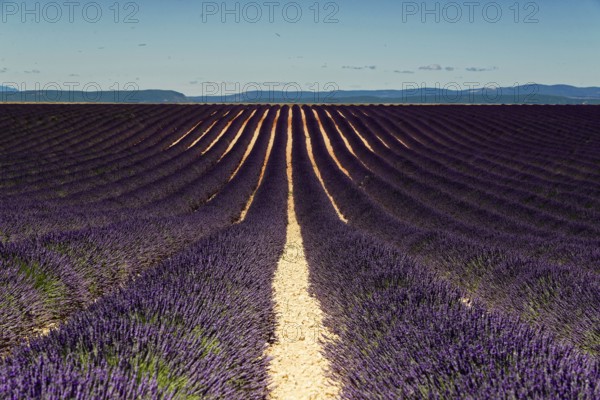Wide lavender fields under a blue sky with a distant mountain backdrop, Provence, Département Alpes-de-Haute-Provence, Region Provence-Alpes-Côte dAzur, South of France, France, Europe, No AI