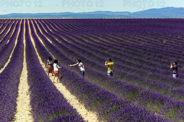 Rows of blooming lavender under a bright blue sky, Blooming lavender field (Lavandula angustifolia), Plateau de Valensole, Provence, Group of people taking pictures in the lavender field, Département Alpes-de-Haute-Provence, Region Provence-Alpes-Côte dAzur, South of France, France, Europe, No AI