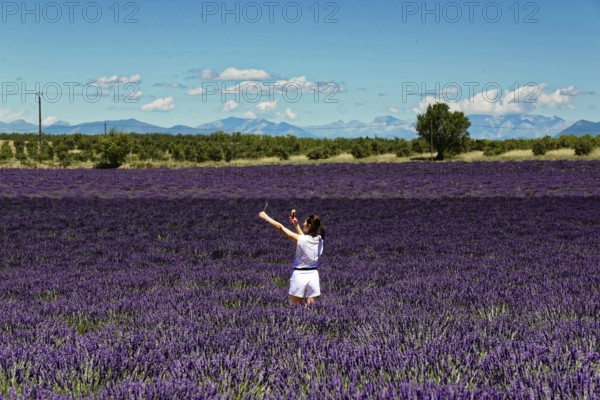 Rows of blooming lavender under a bright blue sky, Blooming lavender field (Lavandula angustifolia), Plateau de Valensole, Provence, Girl in lavender field, photographed with picturesque mountain backdrop, Département Alpes-de-Haute-Provence, Region Provence-Alpes-Côte dAzur, South of France, France, Europe, No AI